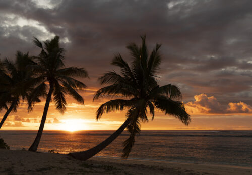 Palm tree sunsets never get old.